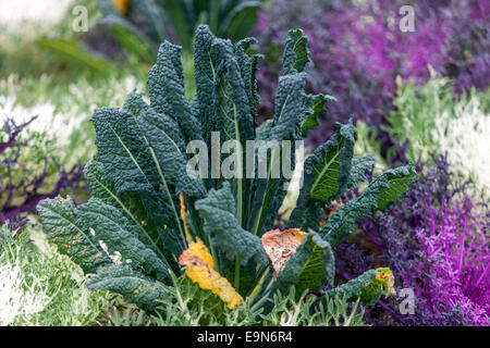 Brassica oleracea Zierpflanzen Kohlblätter, dekoratives Laub Stockfoto