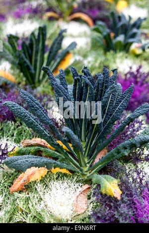 Brassica oleracea Ornamental Kohl Blätter wachsen Grünkohl Stockfoto