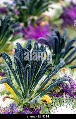 Brassica oleracea Ornamental Cabbage Nero di Toscana verlässt den Kale-Garten Stockfoto