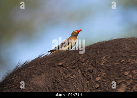 Redbilled Oxpecker Buphagus Erythrorhynchus auf Büffel, Krüger Nationalpark, Südafrika Stockfoto
