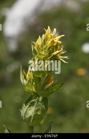 Große gelbe Enzian Stockfoto