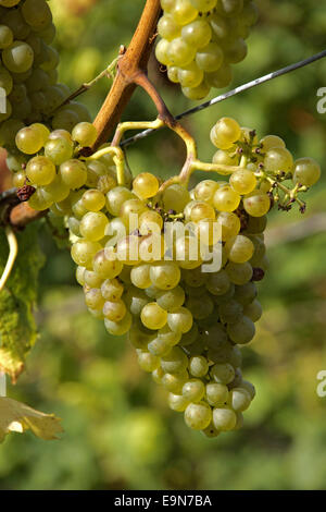 Erfahrene Trauben am Weinstock Stockfoto