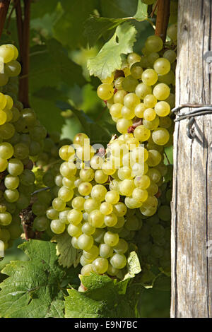 Erfahrene Trauben am Weinstock Stockfoto