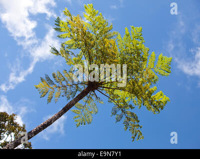 Bäume des tropischen Klimas, Ansicht von unten. Stockfoto