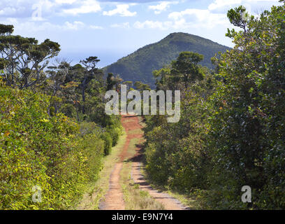 Die Straße in den Wald, Mauritius Stockfoto