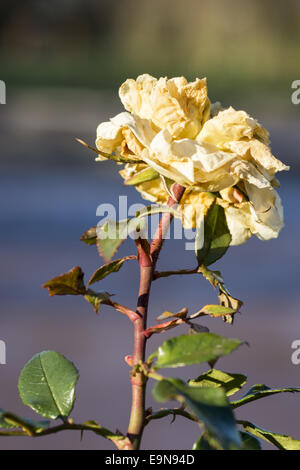 Blühende Gardenrose im Januar - Vergänglichkeit Stockfoto