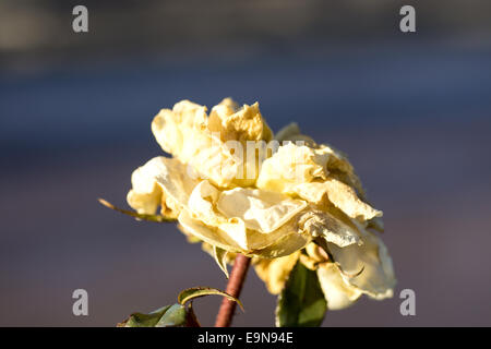 Blühende Gardenrose im Januar - Vergänglichkeit Stockfoto