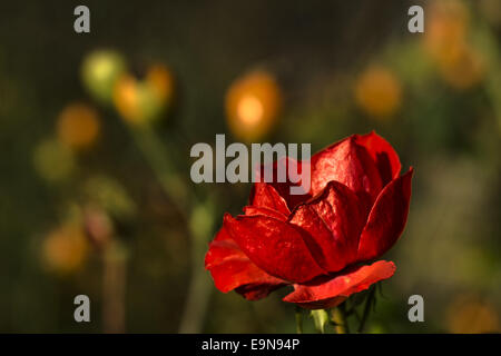 Rote Gardenrose im Januar - Vergänglichkeit Stockfoto