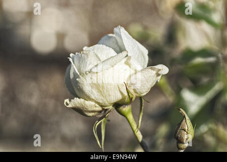 Blühende Gardenrose im Januar - Vergänglichkeit Stockfoto