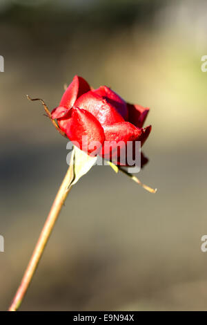 Rote Gardenrose im Januar - Vergänglichkeit Stockfoto