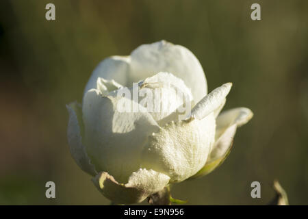 Blühende Gardenrose im Januar - Vergänglichkeit Stockfoto