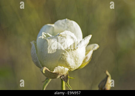 Blühende Gardenrose im Januar - Vergänglichkeit Stockfoto