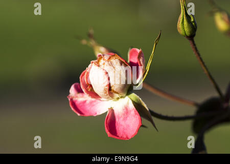 Rote Gardenrose im Januar - Vergänglichkeit Stockfoto