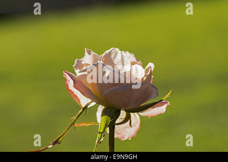 Blühende Gardenrose im Januar - Vergänglichkeit Stockfoto