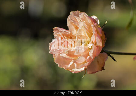 Blühende Gardenrose im Januar - Vergänglichkeit Stockfoto