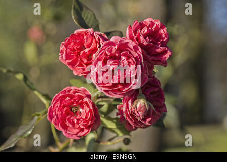 Rote Gardenrose im Januar - Vergänglichkeit Stockfoto