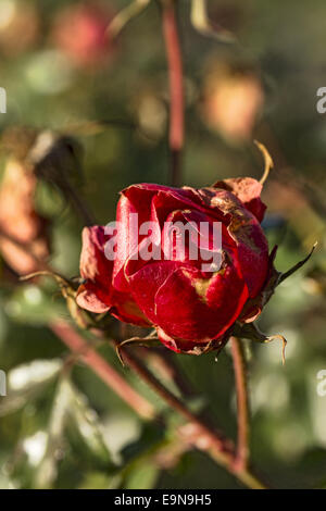 Rote Gardenrose im Januar - Vergänglichkeit Stockfoto