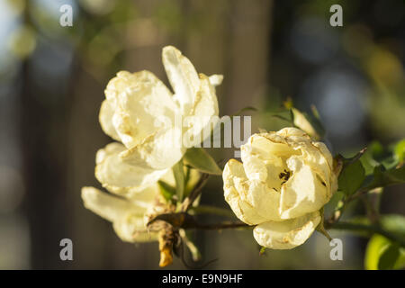 Blühende Gardenrose im Januar - Vergänglichkeit Stockfoto