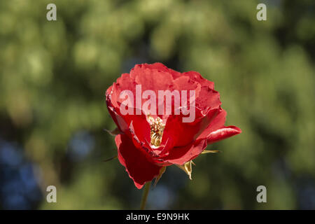 Rote Gardenrose im Januar - Vergänglichkeit Stockfoto