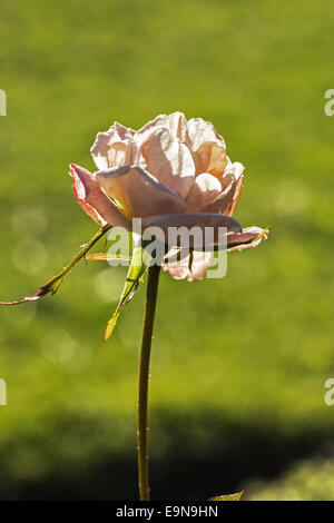 Blühende Gardenrose im Januar - Vergänglichkeit Stockfoto