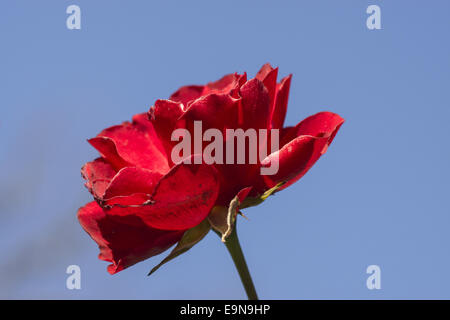 Rote Gardenrose im Januar - Vergänglichkeit Stockfoto