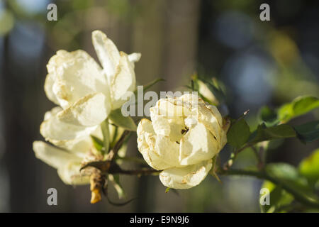 Blühende Gardenrose im Januar - Vergänglichkeit Stockfoto