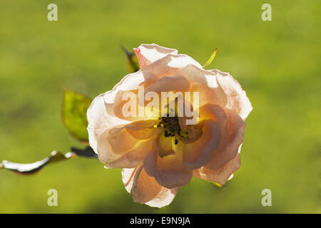 Blühende Gardenrose im Januar - Vergänglichkeit Stockfoto