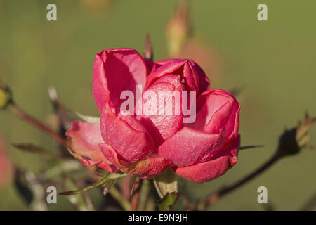 Rote Gardenrose im Januar - Vergänglichkeit Stockfoto