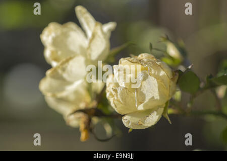 Blühende Gardenrose im Januar - Vergänglichkeit Stockfoto