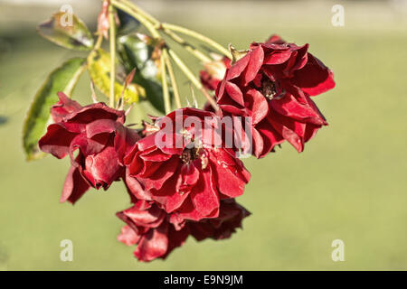 Rote Gardenrose im Januar - Vergänglichkeit Stockfoto