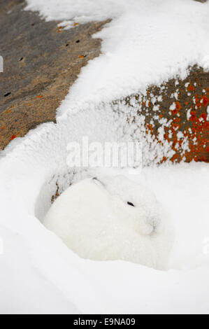 Arktische Hasen (Lepus Arcticus) Zuflucht vor Wind in Lee von Boulder, Churchill, Manitoba, Kanada Stockfoto