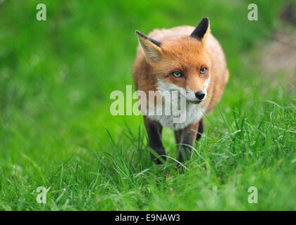 Rotfuchs Stockfoto