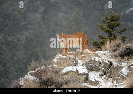 Cougar (Puma concolor) - gefangen im Winter Lebensraum, Bozeman, Montana, USA Stockfoto