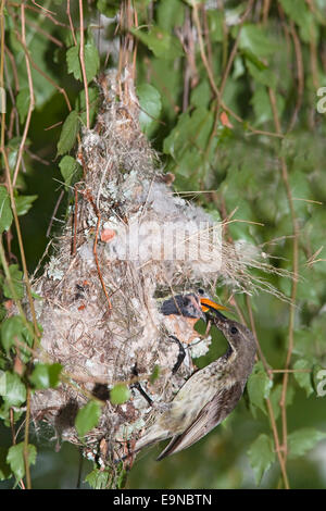 Malachit Sunbird, Nectarinia Famosa, Fütterung der jungen im Nest, Mlilwane Naturschutzgebiet, Swasiland Stockfoto