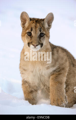 Cougar, Mountain Lion (Puma concolor) unverlierbaren angehoben Cub im Winter Lebensraum, Bozeman, Montana, USA Stockfoto