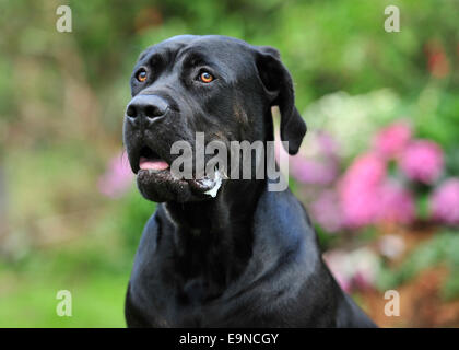 Hund Cane Corso Italienischen Molosser Erwachsene Und Welpen In Einer Wiese Stockfotografie Alamy