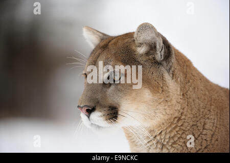 Cougar, Mountain Lion (Puma concolor) gefangen im Winter Lebensraum, Bozeman, Montana, USA Stockfoto