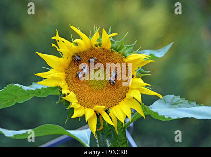 große Sonnenblume mit Bienen sammeln Pollen Honig zu machen Stockfoto