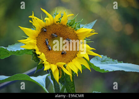 große Sonnenblume mit Bienen sammeln Pollen Honig zu machen Stockfoto