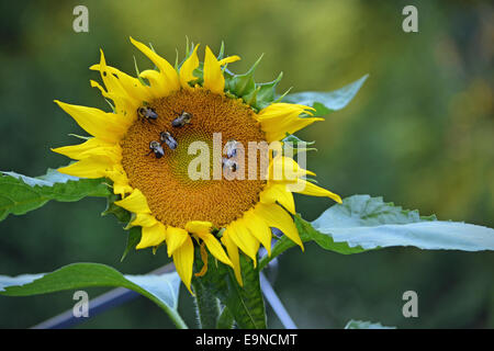 große Sonnenblume mit Bienen sammeln Pollen Honig zu machen Stockfoto