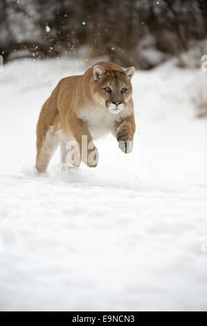 Cougar, Mountain Lion (Puma concolor) gefangen im Winter Lebensraum, Bozeman, Montana, USA Stockfoto