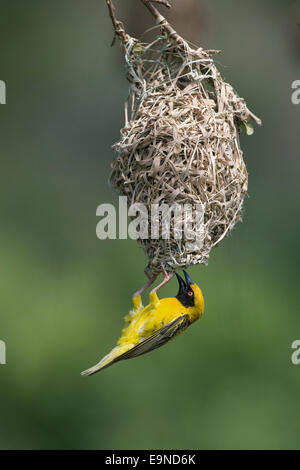 Dorf (Spottedbacked) Weber, Ploceus Cucullatus, Nest, Hluhluwe-Umfolozi-Park, Südafrika Stockfoto
