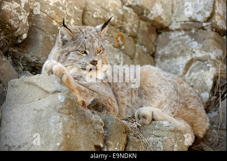 Kanadischer Luchs (Felis Lynx) in Gefangenschaft, Bozeman, Montana, USA Stockfoto