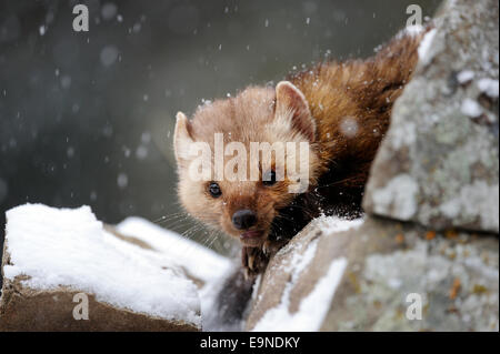 Kiefer/American Marder (Martes Americana) - gefangen im Winterquartier, Bozeman, Montana, USA Stockfoto