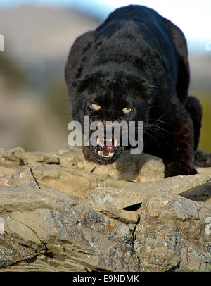 Leopard (Panthera Pardus - melanistische schwarz in Gefangenschaft, Bozeman, Montana, USA Stockfoto