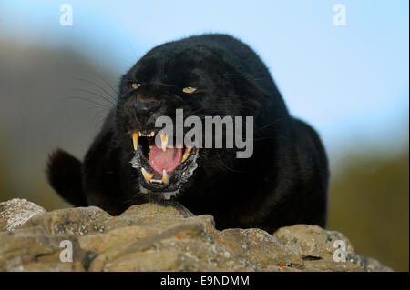 Leopard (Panthera Pardus - melanistische schwarz in Gefangenschaft, Bozeman, Montana, USA Stockfoto