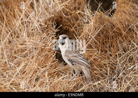 Gesellig Weaver, Philetairus Socius reparieren Nest, Kgalagadi Transfrontier Park, Südafrika Stockfoto