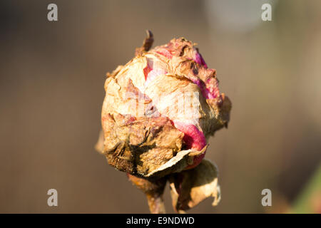 Rote Gardenrose im Januar - Vergänglichkeit Stockfoto