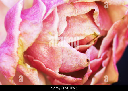 Rote Gardenrose im Januar - Vergänglichkeit Stockfoto