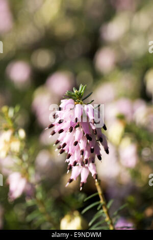 Rosa blühenden Erica carnea Stockfoto